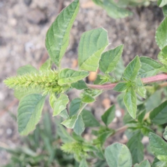 Amaranthus powellii (Powell's Amaranth) at O'Connor, ACT - 12 Feb 2023 by ConBoekel