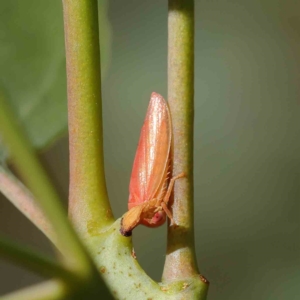 Katipo sp. (genus) at O'Connor, ACT - 12 Feb 2023