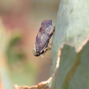 Brunotartessus fulvus at O'Connor, ACT - 12 Feb 2023