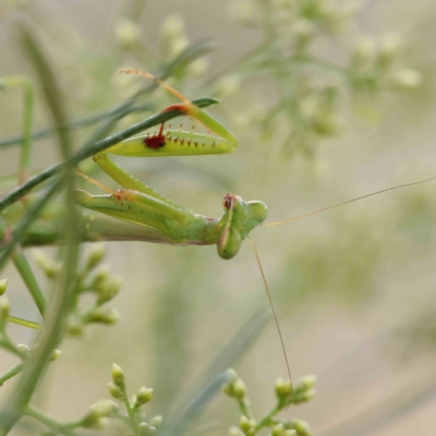 Pseudomantis albofimbriata (False garden mantis) at O'Connor, ACT - 4 Feb 2023 by ConBoekel