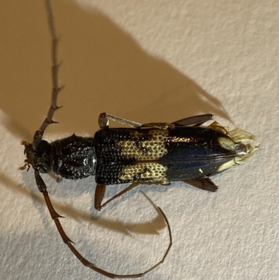 Phoracantha semipunctata (Common Eucalypt Longicorn) at Holder, ACT - 9 Apr 2023 by AJB