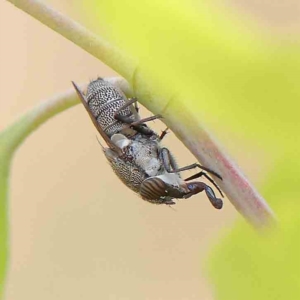 Stomorhina subapicalis at O'Connor, ACT - 12 Feb 2023