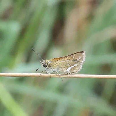 Taractrocera papyria (White-banded Grass-dart) at O'Connor, ACT - 12 Feb 2023 by ConBoekel