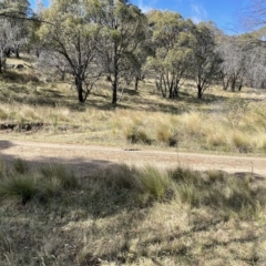 Varanus rosenbergi (Heath or Rosenberg's Monitor) at Namadgi National Park - 9 Apr 2023 by Lejameson