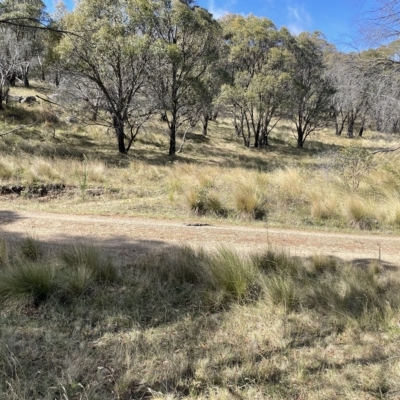 Varanus rosenbergi (Heath or Rosenberg's Monitor) at Mount Clear, ACT - 9 Apr 2023 by Lejameson