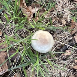 Agaricus 'xanthodermus group' at Canberra, ACT - 9 Apr 2023 02:17 PM