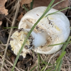 Agaricus 'xanthodermus group' at Canberra, ACT - 9 Apr 2023 02:17 PM