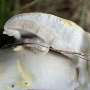 Agaricus 'xanthodermus group' at Canberra, ACT - 9 Apr 2023 02:17 PM