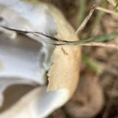 Agaricus 'xanthodermus group' at Canberra, ACT - 9 Apr 2023 02:17 PM