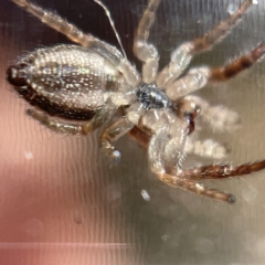 Opisthoncus sp. (genus) at Canberra, ACT - 9 Apr 2023 01:26 PM