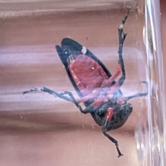 Eurymeloides lineata at Canberra, ACT - 9 Apr 2023