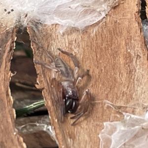 Clubiona sp. (genus) at Acton, ACT - 9 Apr 2023 02:47 PM