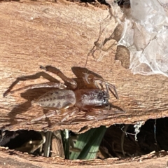 Clubiona sp. (genus) at Acton, ACT - 9 Apr 2023 02:47 PM