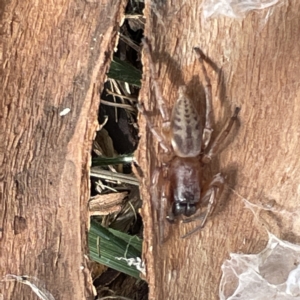 Clubiona sp. (genus) at Acton, ACT - 9 Apr 2023 02:47 PM