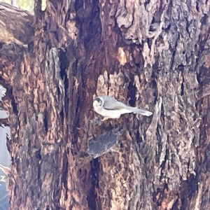 Manorina melanocephala at Canberra, ACT - 9 Apr 2023