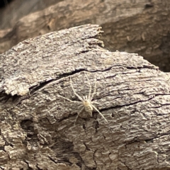 Tamopsis sp. (genus) (Two-tailed spider) at Acton, ACT - 9 Apr 2023 by Hejor1