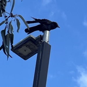 Corvus coronoides at Acton, ACT - 9 Apr 2023 02:57 PM