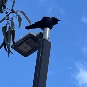 Corvus coronoides at Acton, ACT - 9 Apr 2023 02:57 PM