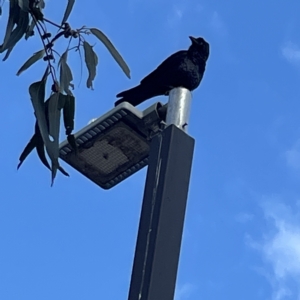 Corvus coronoides at Acton, ACT - 9 Apr 2023 02:57 PM