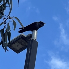 Corvus coronoides at Acton, ACT - 9 Apr 2023 02:57 PM