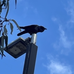 Corvus coronoides at Acton, ACT - 9 Apr 2023 02:57 PM