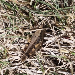 Phaulacridium vittatum (Wingless Grasshopper) at Namadgi National Park - 9 Apr 2023 by JimL