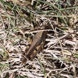 Phaulacridium vittatum at Namadgi National Park - 9 Apr 2023