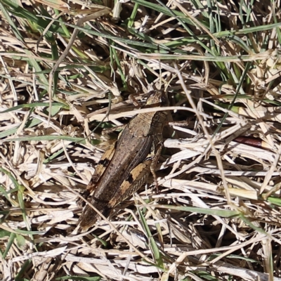 Phaulacridium vittatum (Wingless Grasshopper) at Mount Clear, ACT - 9 Apr 2023 by JimL