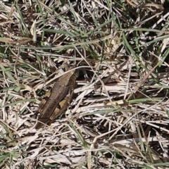 Phaulacridium vittatum at Namadgi National Park - 9 Apr 2023