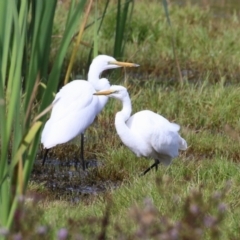 Ardea alba (Great Egret) at Fyshwick, ACT - 9 Apr 2023 by RodDeb