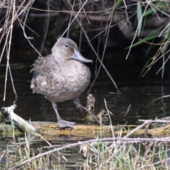 Stictonetta naevosa (Freckled Duck) at Jerrabomberra Wetlands - 8 Apr 2023 by RodDeb