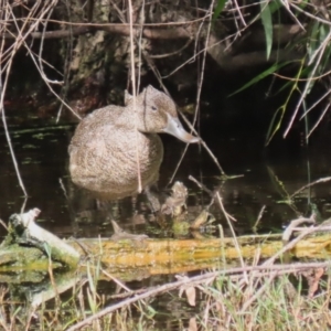 Stictonetta naevosa at Fyshwick, ACT - 9 Apr 2023