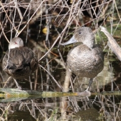 Stictonetta naevosa at Fyshwick, ACT - 9 Apr 2023