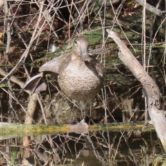 Stictonetta naevosa at Fyshwick, ACT - 9 Apr 2023