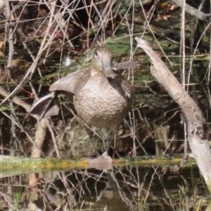 Stictonetta naevosa at Fyshwick, ACT - 9 Apr 2023