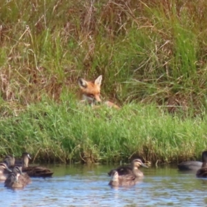 Vulpes vulpes at Fyshwick, ACT - 9 Apr 2023 09:38 AM