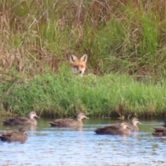 Vulpes vulpes at Fyshwick, ACT - 9 Apr 2023 09:38 AM