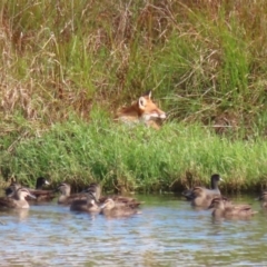 Vulpes vulpes at Fyshwick, ACT - 9 Apr 2023 09:38 AM