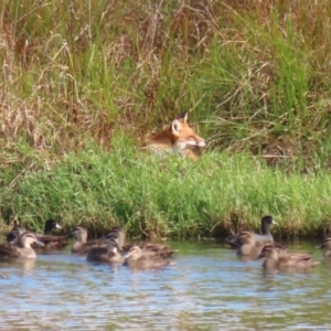 Vulpes vulpes at Fyshwick, ACT - 9 Apr 2023 09:38 AM