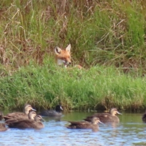 Vulpes vulpes at Fyshwick, ACT - 9 Apr 2023 09:38 AM