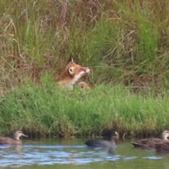 Vulpes vulpes at Fyshwick, ACT - 9 Apr 2023 09:38 AM