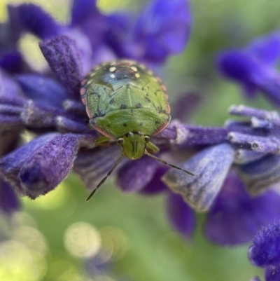 Nezara viridula (Green vegetable bug) at Albury, NSW - 5 Apr 2023 by PeterA