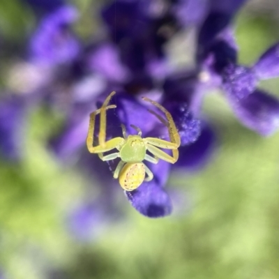 Lehtinelagia sp. (genus) (Flower Spider or Crab Spider) at Albury, NSW - 5 Apr 2023 by PeterA