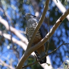 Aviceda subcristata (Pacific Baza) at Wellington Point, QLD - 9 Apr 2023 by TimL