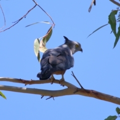 Aviceda subcristata (Pacific Baza) at Wellington Point, QLD - 9 Apr 2023 by TimL