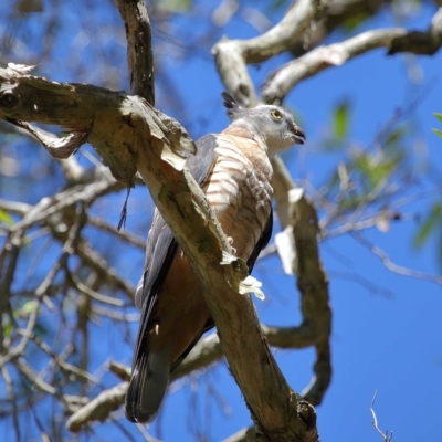 Aviceda subcristata (Pacific Baza) at Wellington Point, QLD - 9 Apr 2023 by TimL