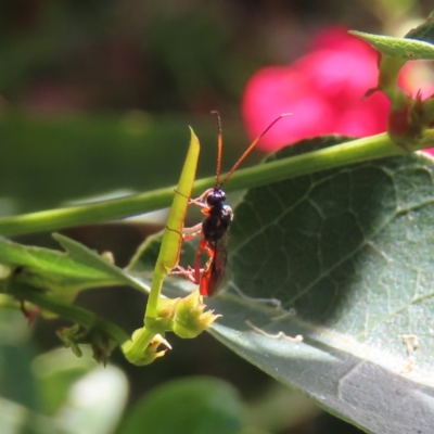 Ichneumonoidea (Superfamily) (A species of parasitic wasp) at Kambah, ACT - 9 Apr 2023 by MatthewFrawley