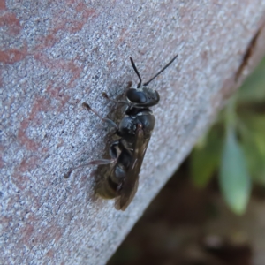 Crabroninae (subfamily) at Kambah, ACT - 9 Apr 2023