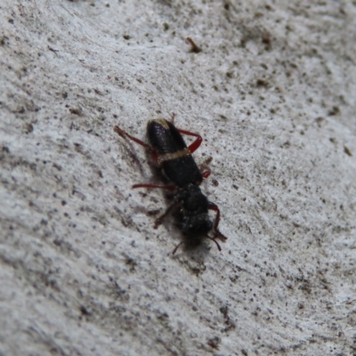 Lemidia accincta (Clerid beetle) at Kambah, ACT - 9 Apr 2023 by MatthewFrawley