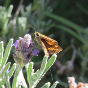 Ocybadistes walkeri at Kambah, ACT - 9 Apr 2023 02:11 PM